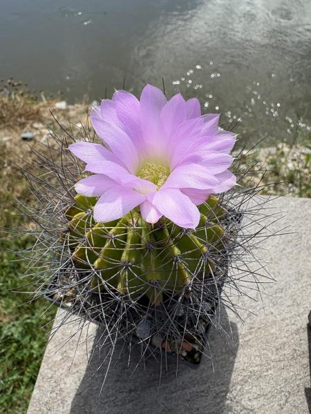 Acanthocalycium spiniflorum
